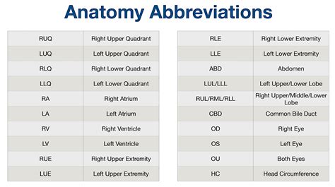 lv acronym|Lv abbreviation cardiology.